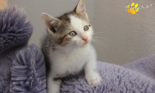 Katze Mirjam (Foto by Tiereck.at - Lavanttaler Tierhilfe)