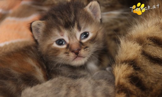 Katze Suri (Foto by Tiereck.at - Lavanttaler Tierhilfe)