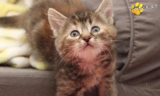 Katze Suri (Foto by Tiereck.at - Lavanttaler Tierhilfe)