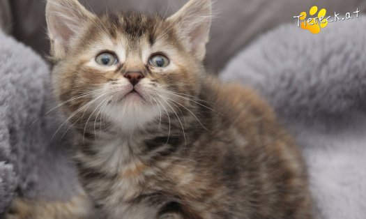 Katze Suri (Foto by Tiereck.at - Lavanttaler Tierhilfe)