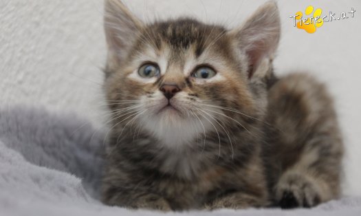 Katze Suri (Foto by Tiereck.at - Lavanttaler Tierhilfe)