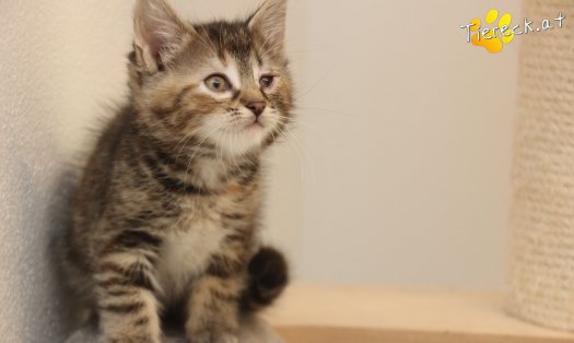 Katze Suri (Foto by Tiereck.at - Lavanttaler Tierhilfe)