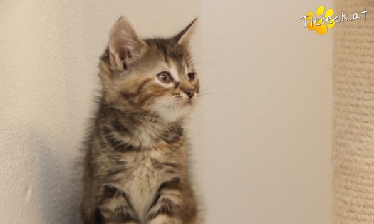 Katze Suri (Foto by Tiereck.at - Lavanttaler Tierhilfe)
