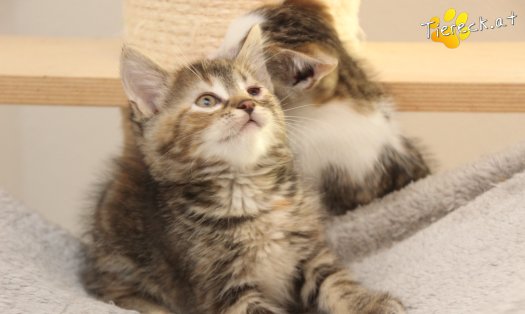 Katze Suri (Foto by Tiereck.at - Lavanttaler Tierhilfe)