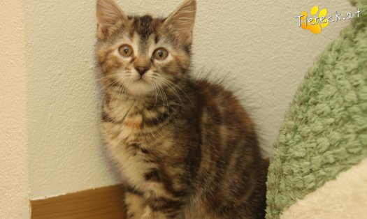 Katze Suri (Foto by Tiereck.at - Lavanttaler Tierhilfe)
