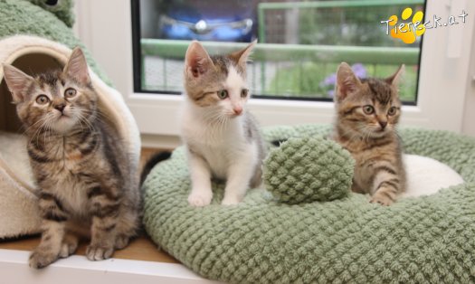 Katze Suri (Foto by Tiereck.at - Lavanttaler Tierhilfe)