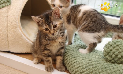 Katze Suri (Foto by Tiereck.at - Lavanttaler Tierhilfe)