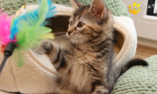 Katze Suri (Foto by Tiereck.at - Lavanttaler Tierhilfe)