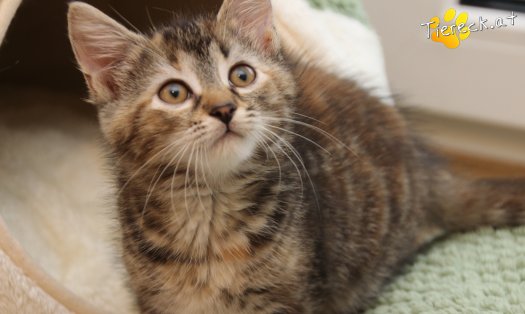Katze Suri (Foto by Tiereck.at - Lavanttaler Tierhilfe)