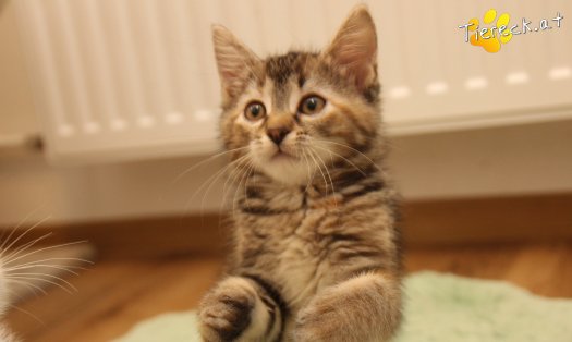 Katze Suri (Foto by Tiereck.at - Lavanttaler Tierhilfe)