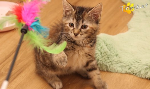 Katze Suri (Foto by Tiereck.at - Lavanttaler Tierhilfe)