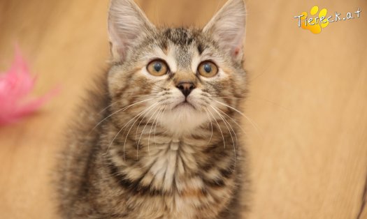 Katze Suri (Foto by Tiereck.at - Lavanttaler Tierhilfe)