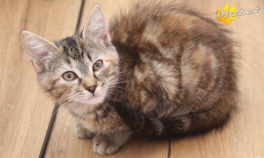 Katze Suri (Foto by Tiereck.at - Lavanttaler Tierhilfe)