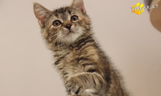 Katze Suri (Foto by Tiereck.at - Lavanttaler Tierhilfe)
