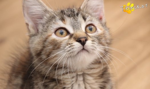 Katze Suri (Foto by Tiereck.at - Lavanttaler Tierhilfe)