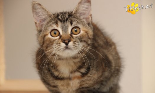 Katze Suri (Foto by Tiereck.at - Lavanttaler Tierhilfe)