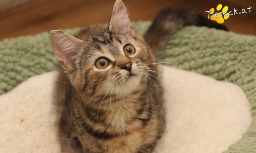 Katze Suri (Foto by Tiereck.at - Lavanttaler Tierhilfe)