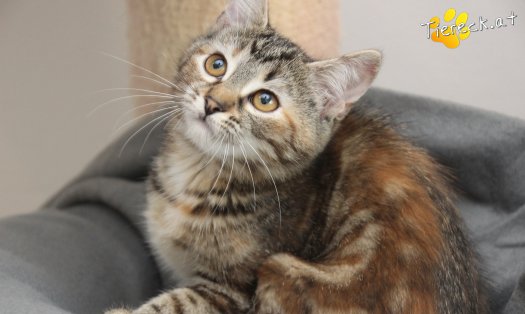 Katze Suri (Foto by Tiereck.at - Lavanttaler Tierhilfe)