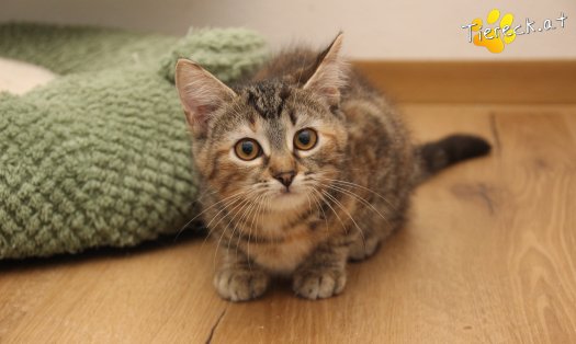 Katze Suri (Foto by Tiereck.at - Lavanttaler Tierhilfe)