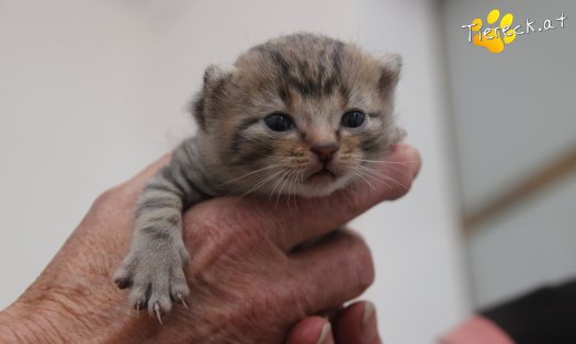 Katze Jimmy (Foto by Tiereck.at - Lavanttaler Tierhilfe)