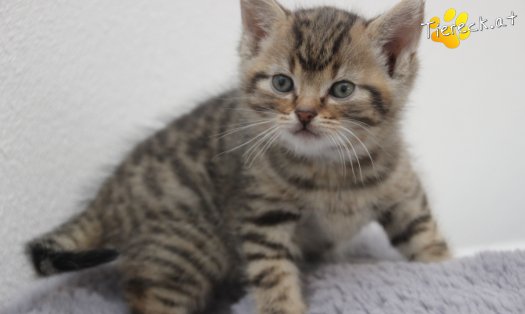 Katze Jimmy (Foto by Tiereck.at - Lavanttaler Tierhilfe)