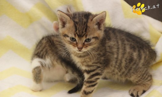 Katze Jimmy (Foto by Tiereck.at - Lavanttaler Tierhilfe)