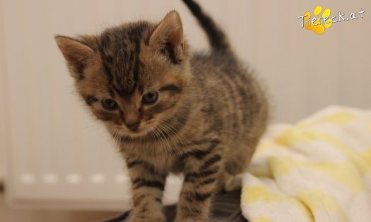 Katze Jimmy (Foto by Tiereck.at - Lavanttaler Tierhilfe)