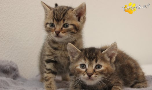 Katze Jimmy (Foto by Tiereck.at - Lavanttaler Tierhilfe)