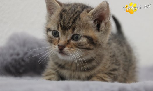 Katze Jimmy (Foto by Tiereck.at - Lavanttaler Tierhilfe)