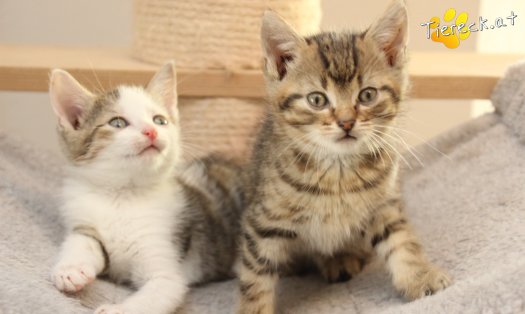 Katze Jimmy (Foto by Tiereck.at - Lavanttaler Tierhilfe)
