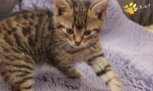Katze Jimmy (Foto by Tiereck.at - Lavanttaler Tierhilfe)