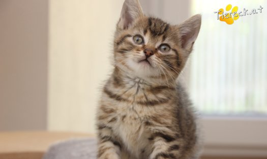 Katze Jimmy (Foto by Tiereck.at - Lavanttaler Tierhilfe)