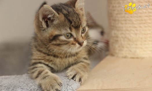 Katze Jimmy (Foto by Tiereck.at - Lavanttaler Tierhilfe)