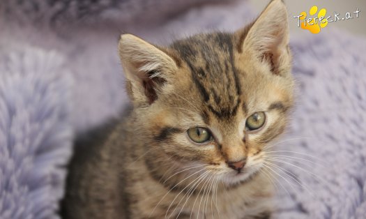 Katze Jimmy (Foto by Tiereck.at - Lavanttaler Tierhilfe)