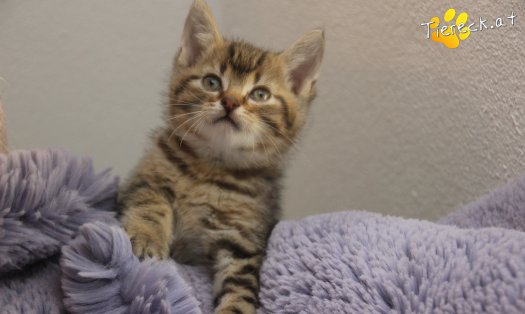 Katze Jimmy (Foto by Tiereck.at - Lavanttaler Tierhilfe)