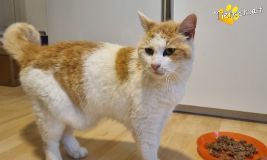 Katze Wilma (Foto by Tiereck.at - Lavanttaler Tierhilfe)