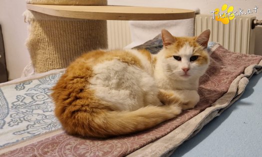 Katze Wilma (Foto by Tiereck.at - Lavanttaler Tierhilfe)