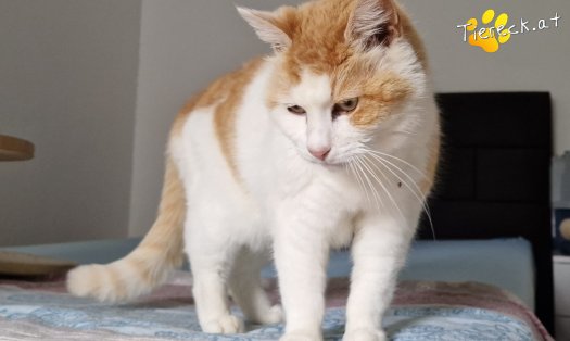 Katze Wilma (Foto by Tiereck.at - Lavanttaler Tierhilfe)