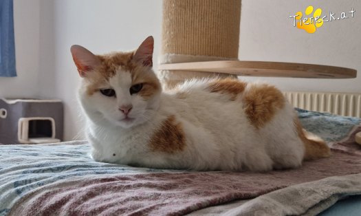 Katze Wilma (Foto by Tiereck.at - Lavanttaler Tierhilfe)