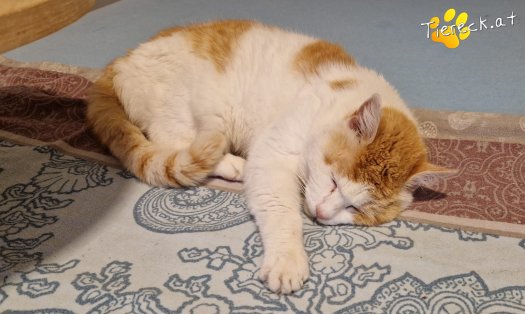 Katze Wilma (Foto by Tiereck.at - Lavanttaler Tierhilfe)
