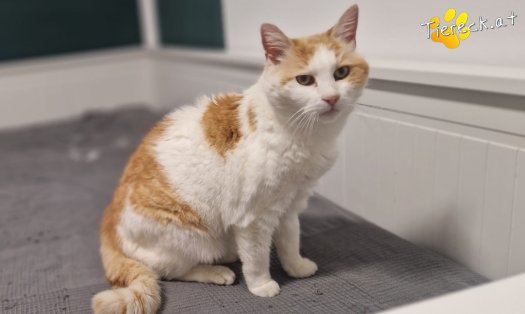 Katze Wilma (Foto by Tiereck.at - Lavanttaler Tierhilfe)