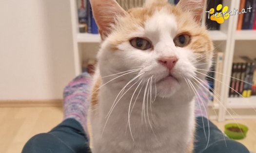 Katze Wilma (Foto by Tiereck.at - Lavanttaler Tierhilfe)