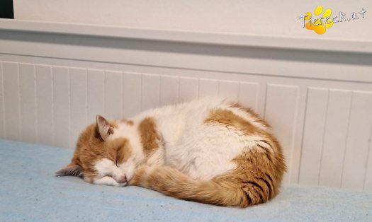 Katze Wilma (Foto by Tiereck.at - Lavanttaler Tierhilfe)