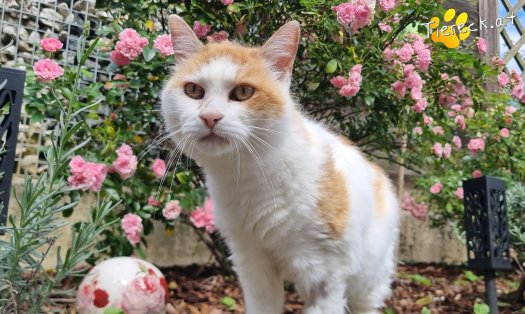Katze Wilma (Foto by Tiereck.at - Lavanttaler Tierhilfe)