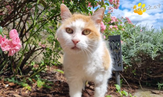Katze Wilma (Foto by Tiereck.at - Lavanttaler Tierhilfe)