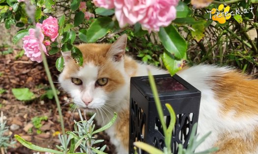 Katze Wilma (Foto by Tiereck.at - Lavanttaler Tierhilfe)