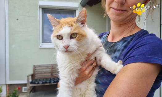 Katze Wilma (Foto by Tiereck.at - Lavanttaler Tierhilfe)
