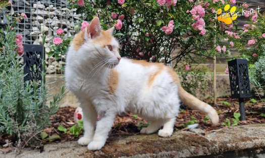 Katze Wilma (Foto by Tiereck.at - Lavanttaler Tierhilfe)