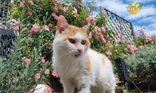 Katze Wilma (Foto by Tiereck.at - Lavanttaler Tierhilfe)
