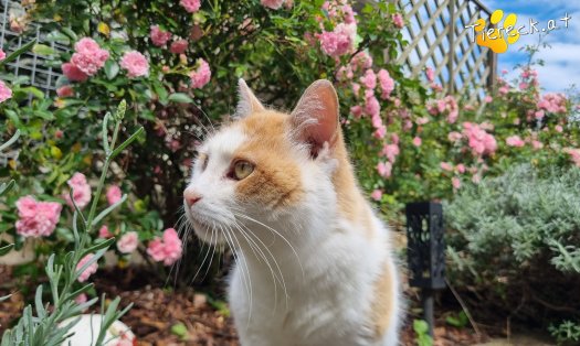 Katze Wilma (Foto by Tiereck.at - Lavanttaler Tierhilfe)